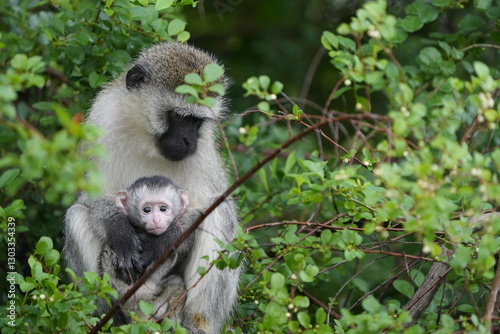 portrait of a vervet monkey and her baby, lake mburo national park, uganda, walking safari