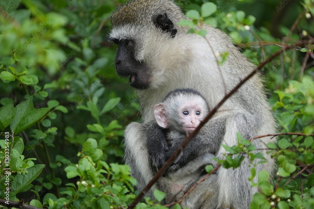 Obraz premium portrait of a vervet monkey and her baby, lake mburo national park, uganda, walking safari