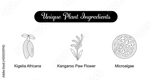 Unique Plant Ingredients. Icons included: Kigelia Africana, Kangaroo Paw Flower, Microalgae. Editable Stroke and Colors.