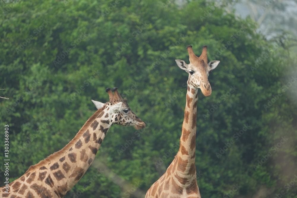 Fototapeta premium portrait of a set of giraffes in the lake mburo national park in uganda, wallpaper, marketing