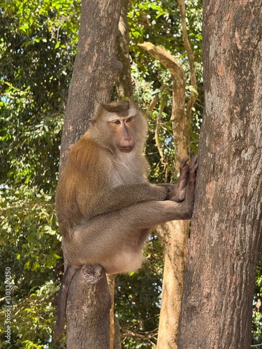 Monkey in a tree in Thailand