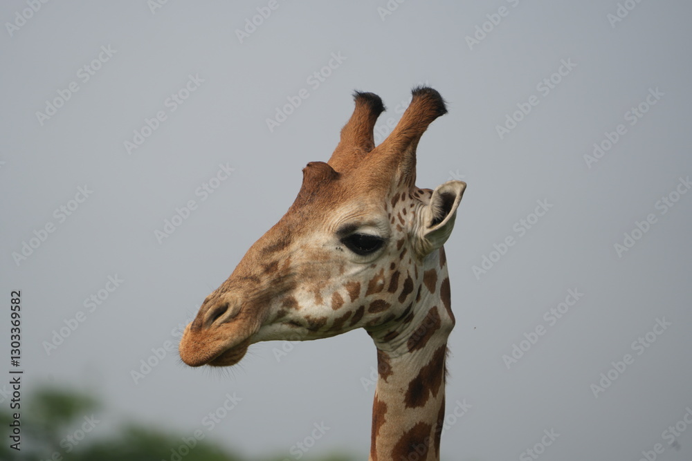 Obraz premium portrait of a giraffe (headshot) in lake mburo national park, walking morning safari