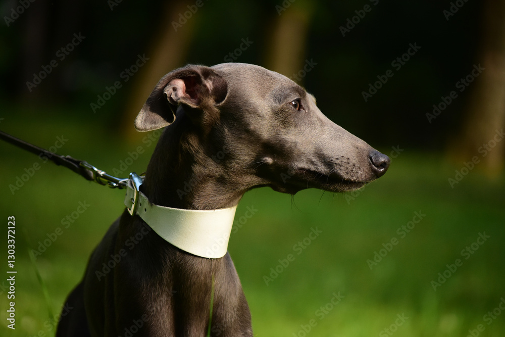 Small Italian Greyhound outdoor side portrait Small Italian Greyhound outdoor side portrait