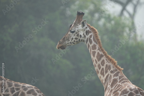 Photography portrait of a giraffe