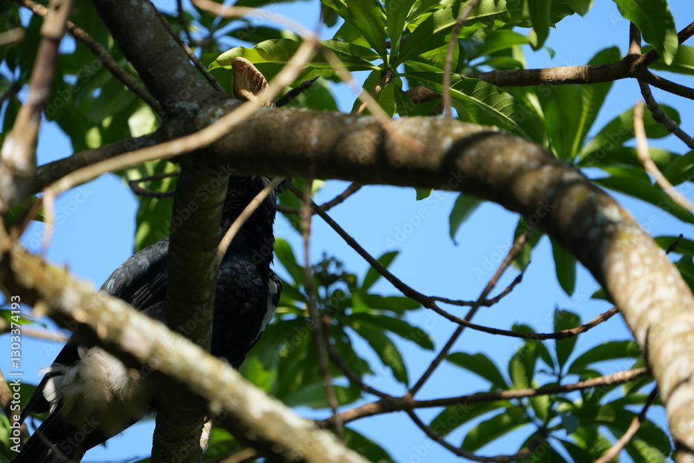 Fototapeta premium Silvery-Cheeked Hornbill Perched in Tree – Arusha National Park, Tanzania
