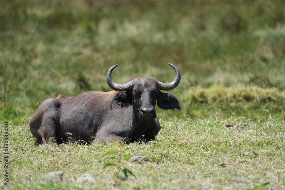 Cape Buffalo Resting in the Grasslands of Arusha National Park Cape Buffalo Resting in the Grasslands of Arusha National Park