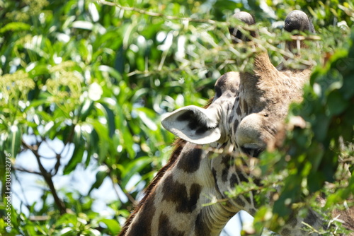 Canvas Print close up of a giraffe eating leaves in arusha national park tanzania