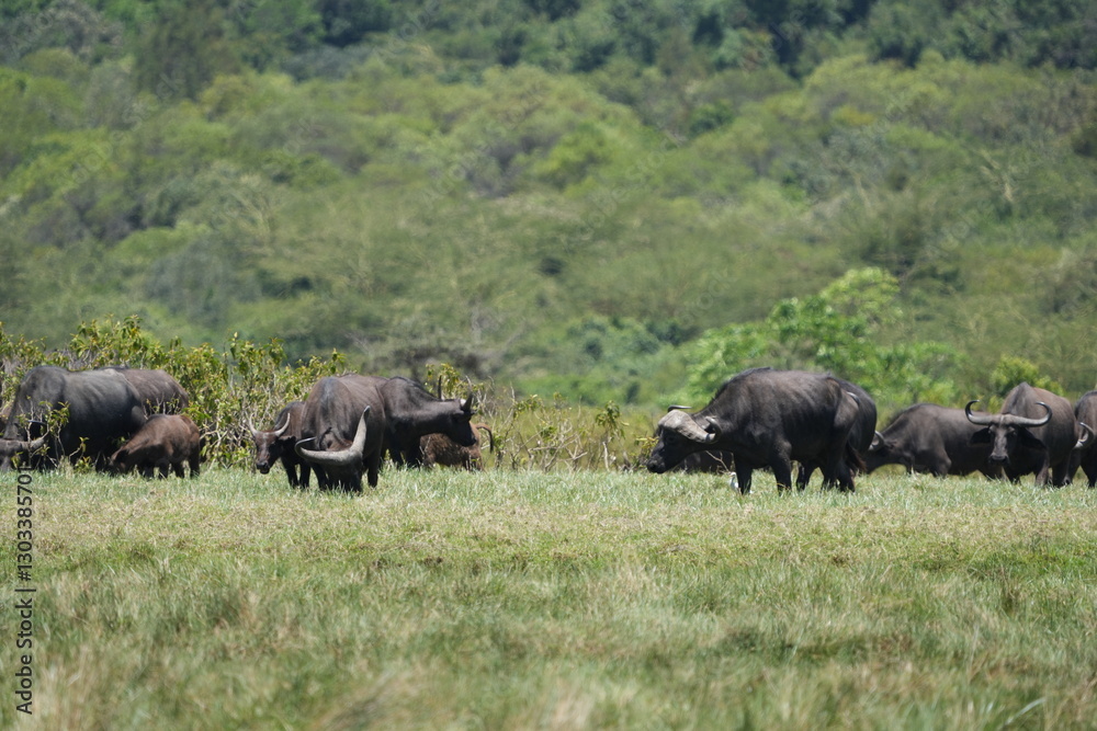 buffels (buffalo) standing and grazing on the plains of the grassy fields and savannah of arusha national park tanzania buffels (buffalo) standing and grazing on the plains of the grassy fields and savannah of arusha national park tanzania