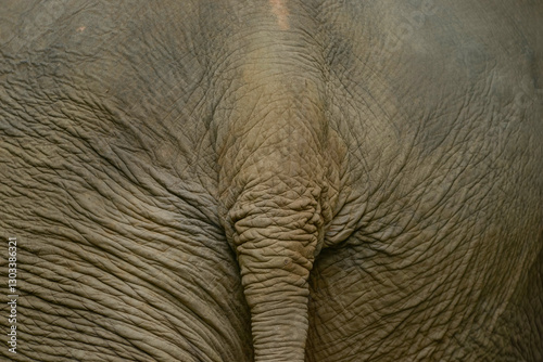 Close-up texture of Asian elephant skin in Thailand photo