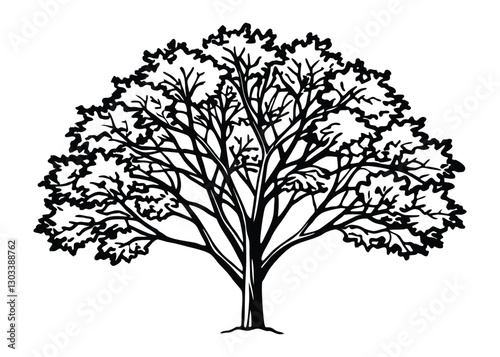 Silhouette of poplar tree isolated on a white background