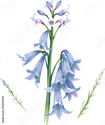 Bluebell flowers in watercolor style soft and elegant botanical illustration.