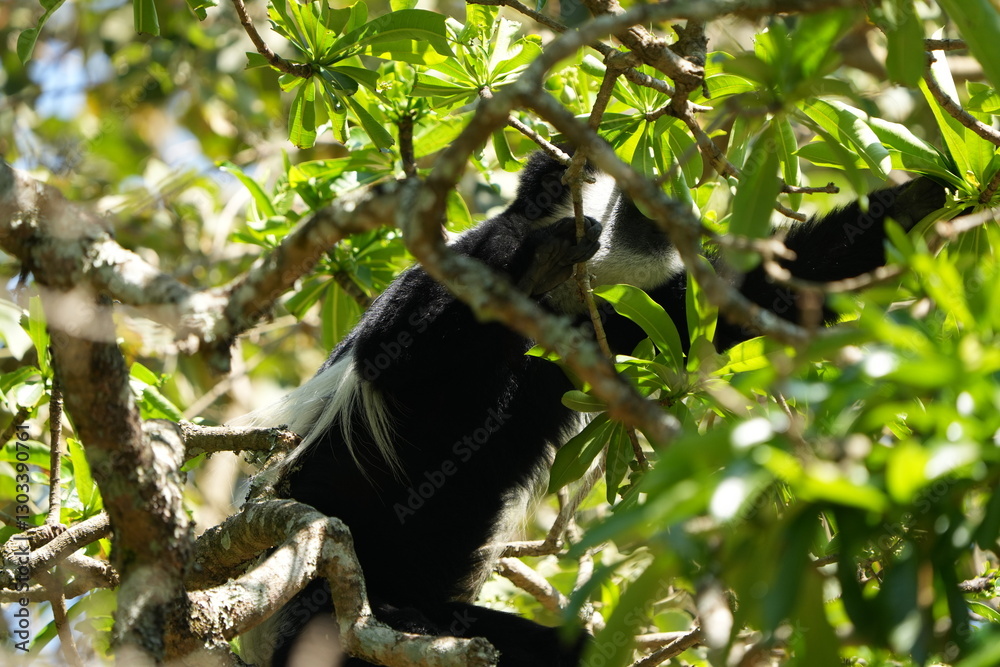 Fototapeta premium Black-and-White Colobus Monkey in Tree Canopy – Arusha, Tanzania