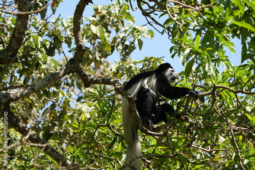 Black-and-White Colobus Monkey in Tree Canopy – Arusha, Tanzania