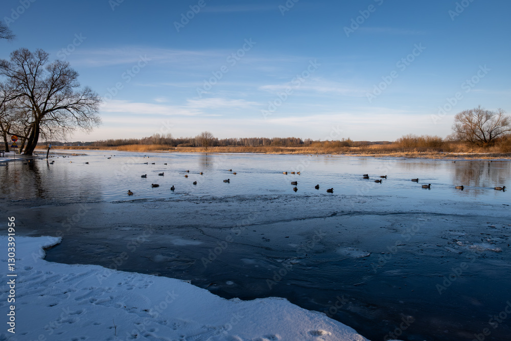 Fototapeta premium Kaczki