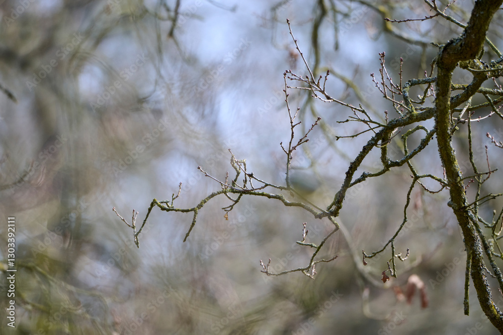atmospheric image of tree branches with surprising bokeh background