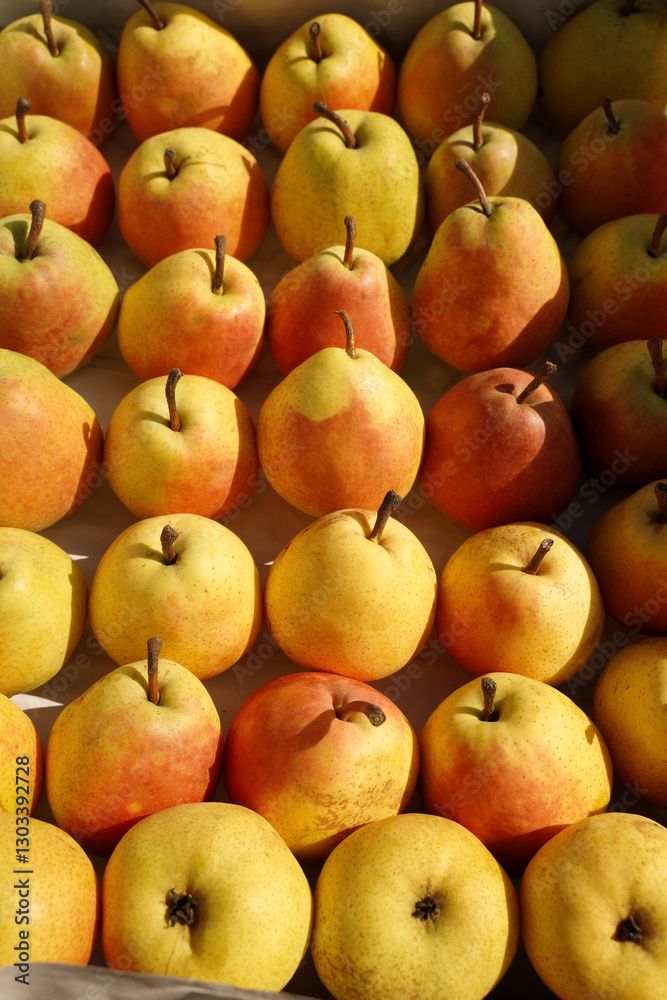 ripe pears as a food background. aromatic pear like texture. the concept of collecting organic and natural products from one's own garden ripe pears as a food background. aromatic pear like texture. the concept of collecting organic and natural products from one's own garden