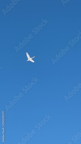 Majestic white bird soaring in the bright blue sky under the sun.