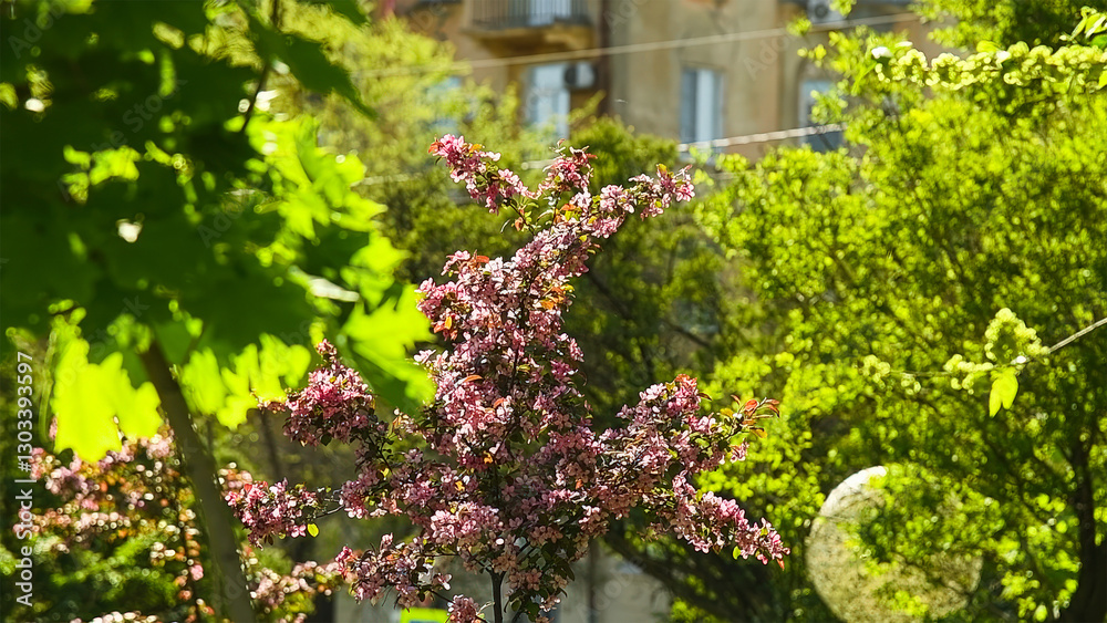 Flower buds bloom on a tree on a sunny spring day. Flower buds bloom on a tree on a sunny spring day.