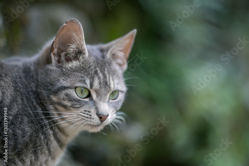 Wallpaper Mural Gray cat with green eyes on blurred background. Selective focus. Torontodigital.ca
