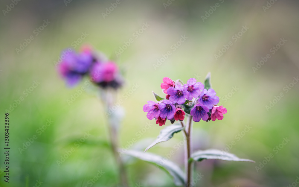 Lungwort, springtime purple flower in the meadow. Shallow depth of field. Lungwort, springtime purple flower in the meadow. Shallow depth of field.