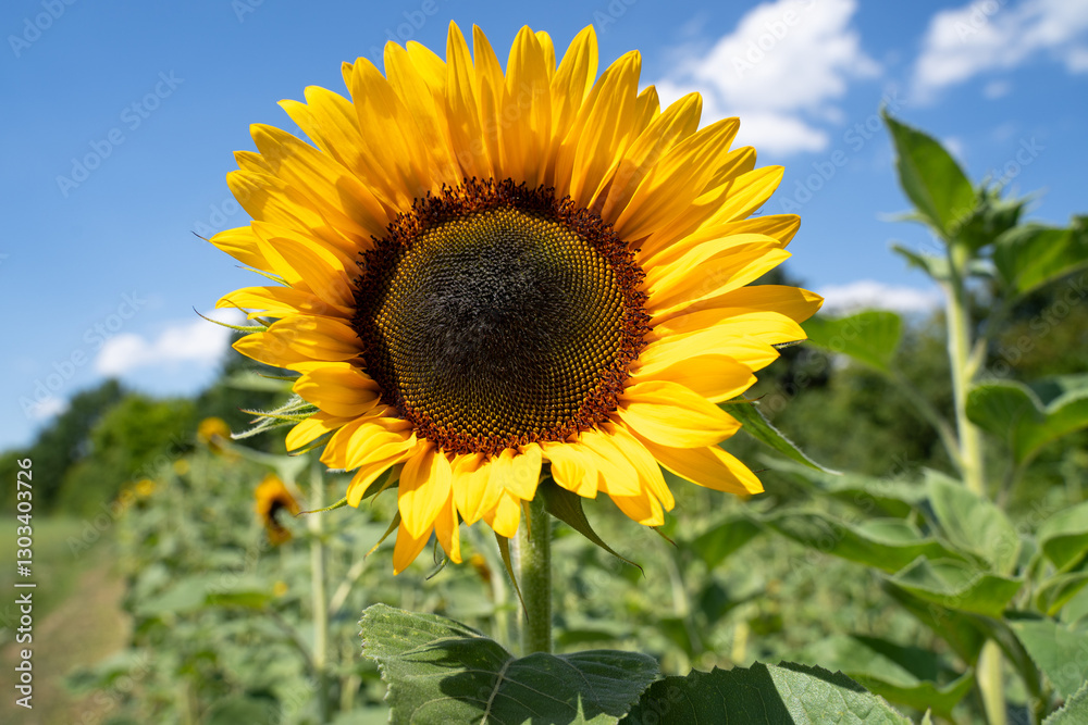Sunflower on sunny day with blue sky in summer Sunflower on sunny day with blue sky in summer