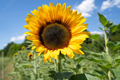 Sunflower on sunny day with blue sky in summer 