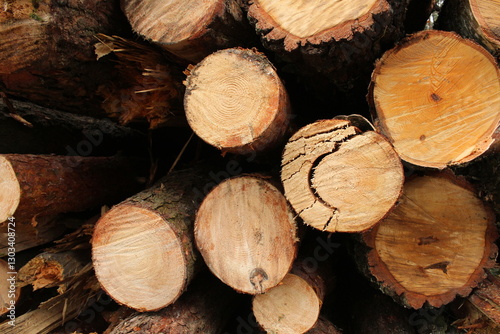 sawing down pine trees in close-up. The background is natural. wood Construction photo