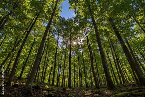 Sun shining through tall trees in a lush green forest.  Perfect for nature themes. photo