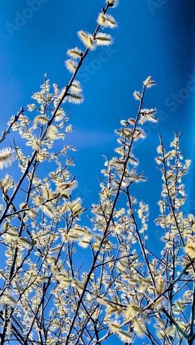 Wallpaper Mural Saule marsault ou Saule des chèvres, Salix caprea, Torontodigital.ca