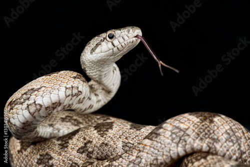 Gray ratsnake (Pantherophis spiloides)
