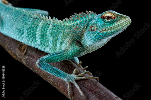 Green forest lizard (Calotes calotes)