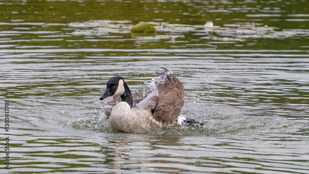 Fototapeta premium Canada goose cleaning and flapping wings in the water.