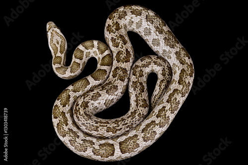 Souther Plains Ratsnake (Pantherophis emoryi meahllmorum)
