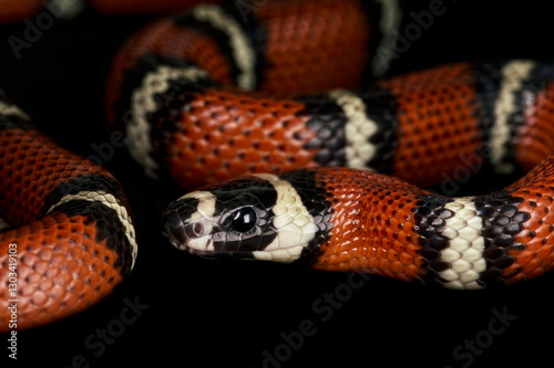 Stuart's Milk Snake (Lampropeltis triangulum stuarti) photo