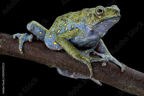 Yellow-spotted tree toad (Rentapia flavomaculata)