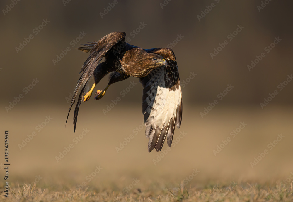 Common buzzard bird ( Buteo buteo )