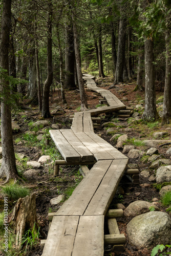 Fototapeta Naklejka Na Ścianę i Meble -  Wooden Boardwalk Winds through Forests in Acadia