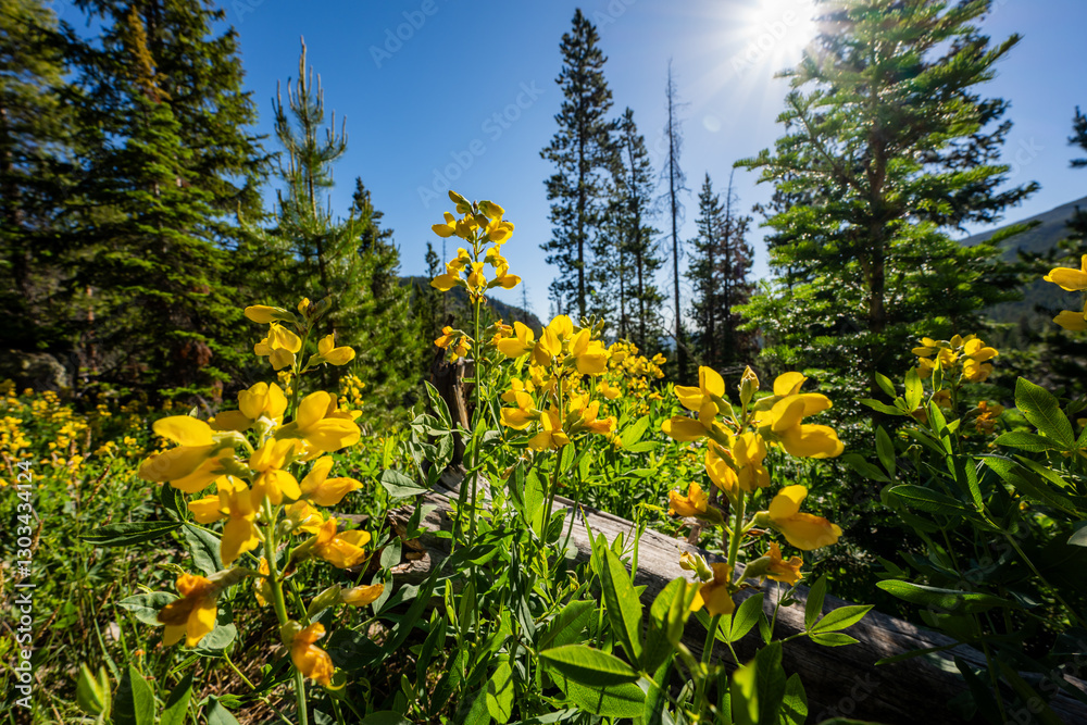 Fototapeta premium Yellow Toadflax Blossoms in Rocky Mountain National Park