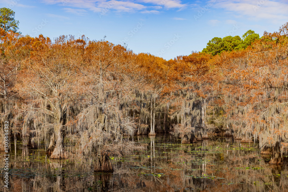 Sunny view of Caddo Lake State Park stunning fall colors.