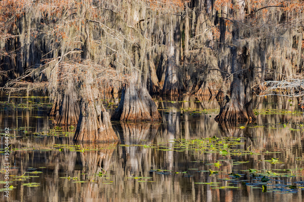 Sunny view of Caddo Lake State Park stunning fall colors.