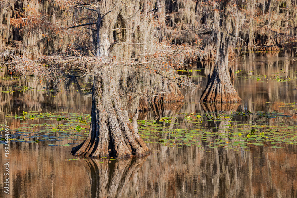 Sunny view of Caddo Lake State Park stunning fall colors.