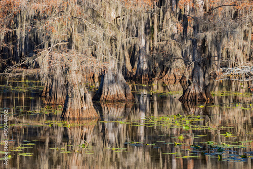 Obraz na płótnie Sunny view of Caddo Lake State Park stunning fall colors. w salonie
