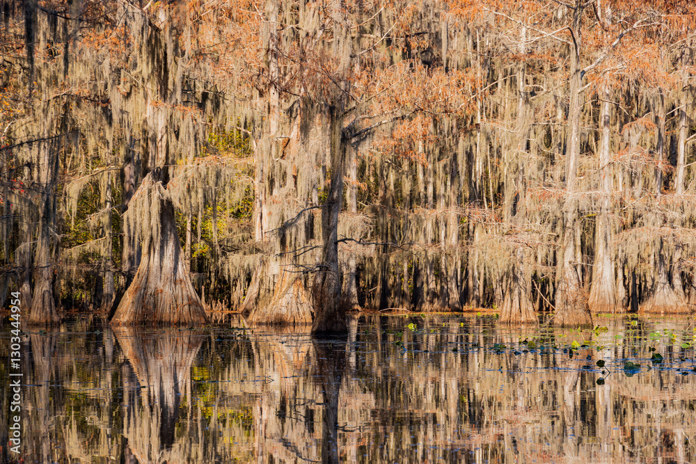 Sunny view of Caddo Lake State Park stunning fall colors.