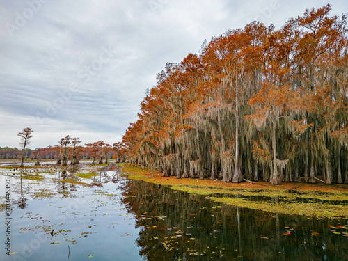 Obraz na płótnie Aerial view of Caddo Lake State Park stunning fall colors. w salonie