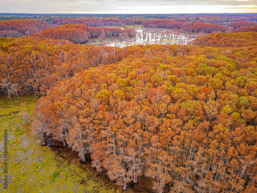 Aerial view of Caddo Lake State Park stunning fall colors.