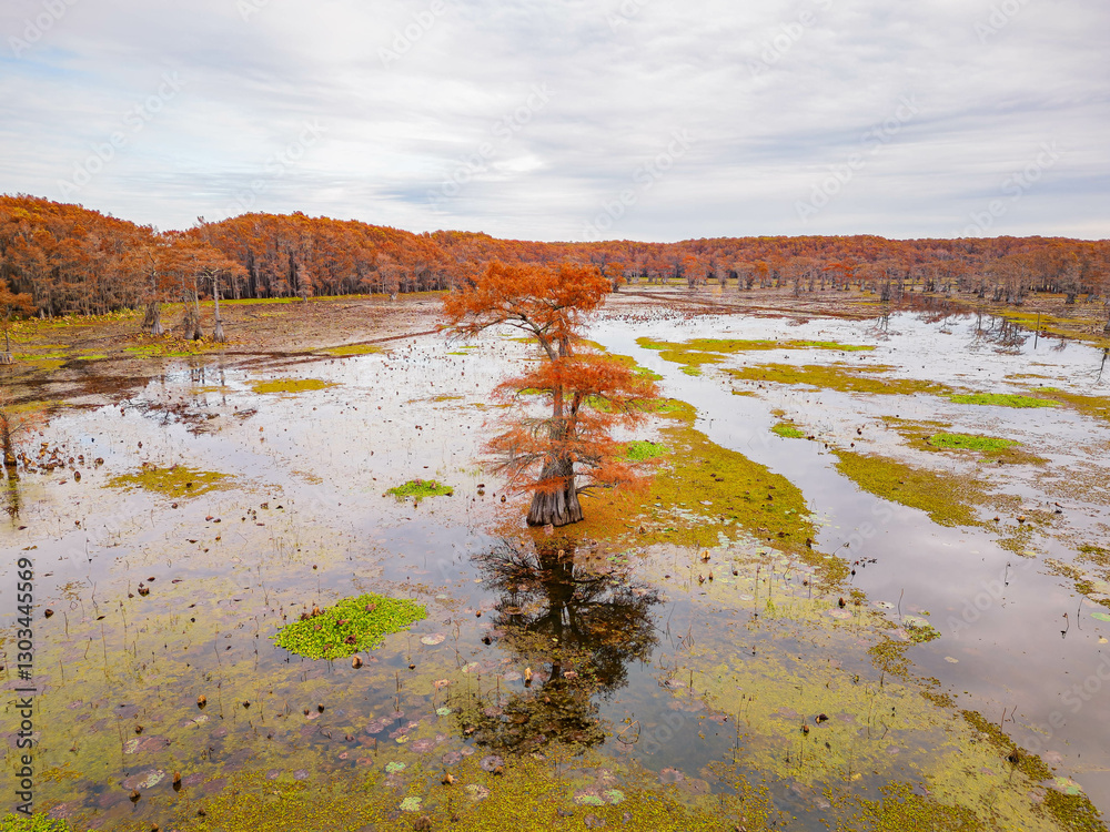 Aerial view of Caddo Lake State Park stunning fall colors.