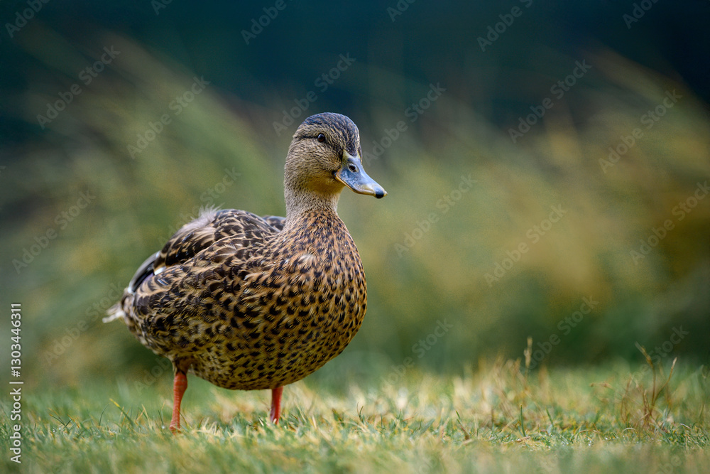 A serene female mallard duck (Anas platyrhynchos) resting on the grassy shore of a picturesque lake in the Dolomite Alps, Italy. Captured in a peaceful natural setting A serene female mallard duck (Anas platyrhynchos) resting on the grassy shore of a picturesque lake in the Dolomite Alps, Italy. Captured in a peaceful natural setting