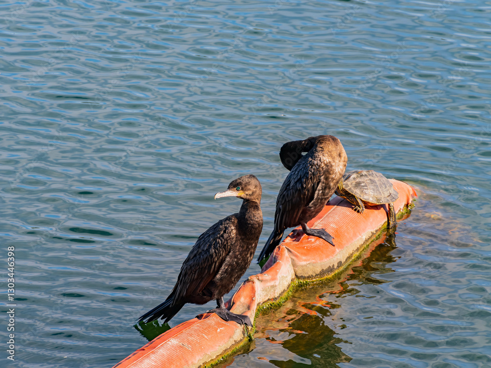 Close up of two cute cormorant birds by Lady Bird Lake.