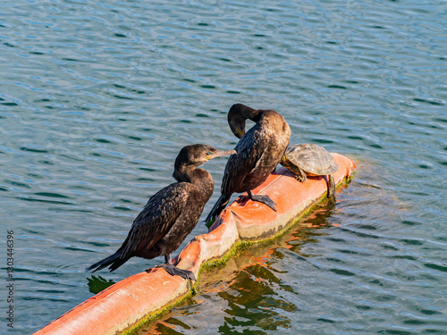 Obraz na płótnie Close up of two cute cormorant birds by Lady Bird Lake. w salonie