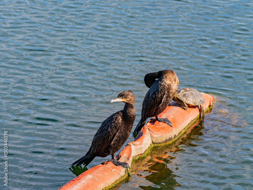 Obraz na płótnie Close up of two cute cormorant birds by Lady Bird Lake. w salonie